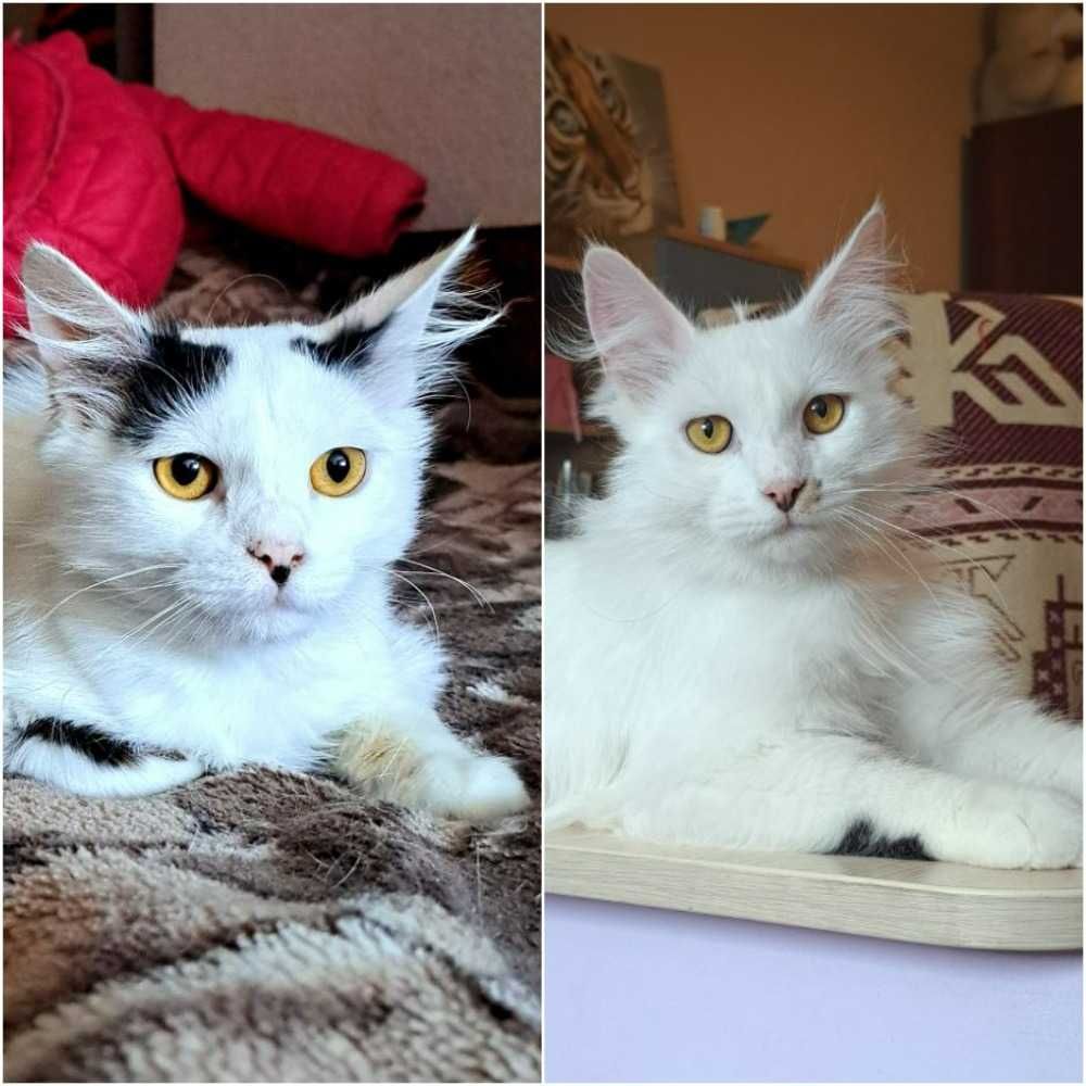 Игривые ласковые котики - братья , 1 год, кастрированы