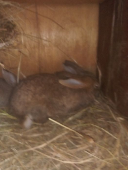 Kròliki rużne rasy