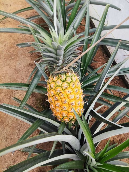 Planta do abacaxi comum (Ananas comosus)
