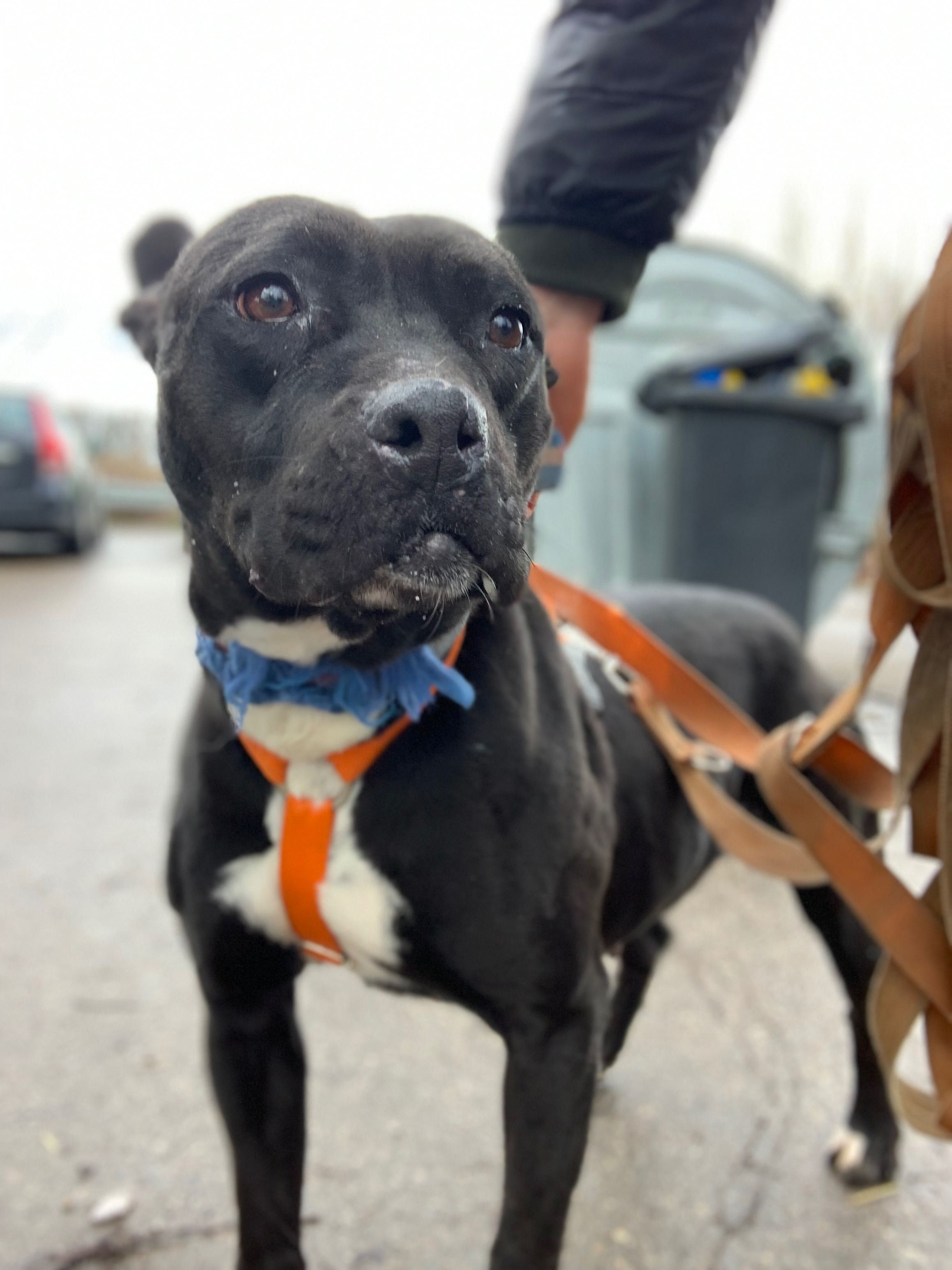 Sunia w typie amstaff do adopcji