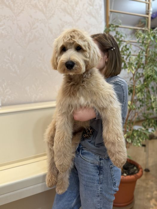 Останній ексклюзивний лабрадудль