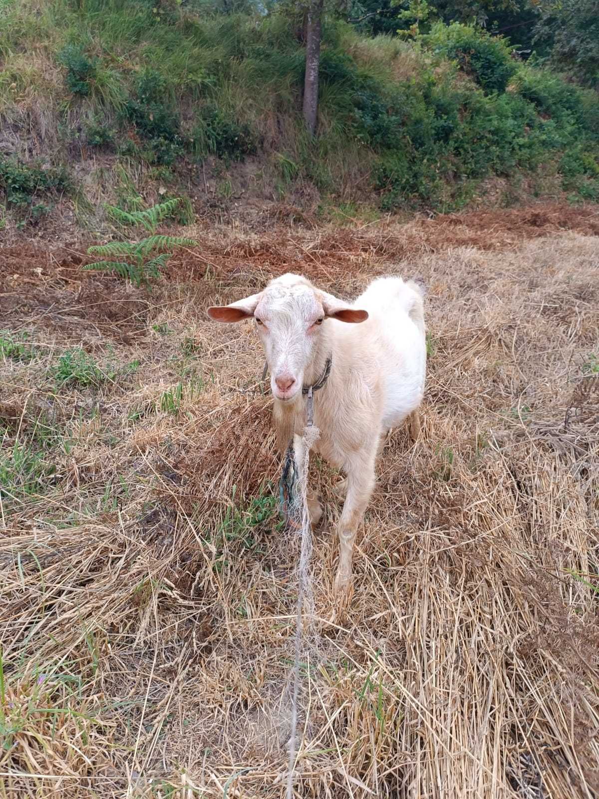 Cabras Adultas - Fêmeas e Macho