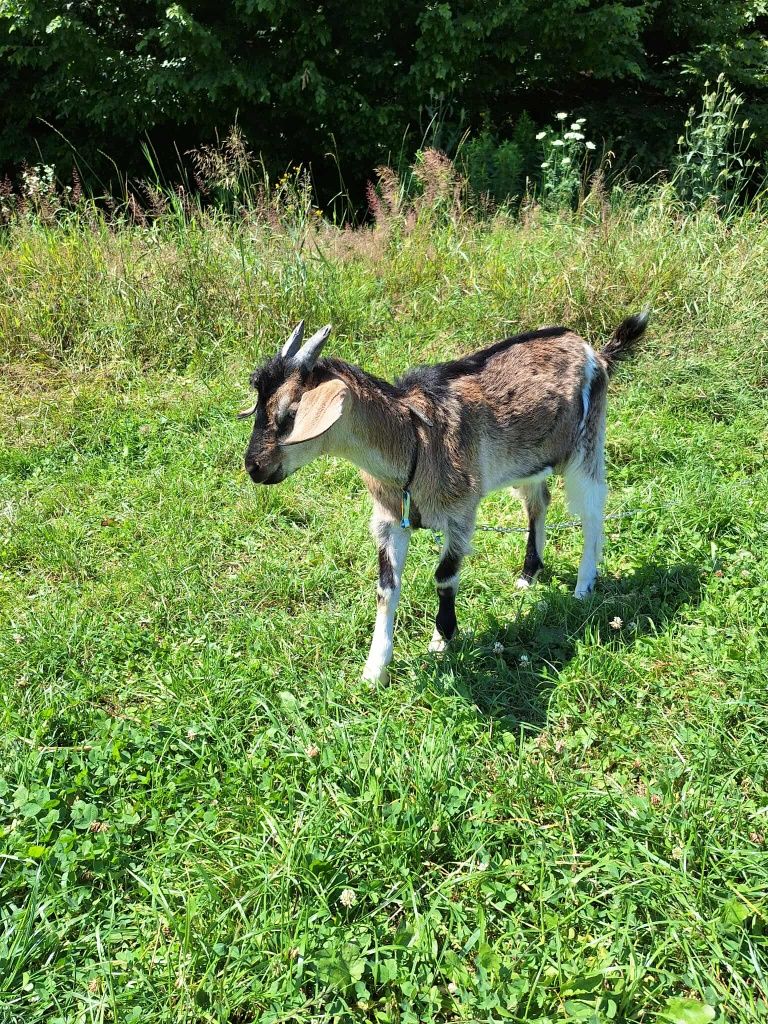 Sprzedam młodą kozę i koziołka