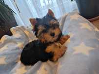 Yorkshire terrier