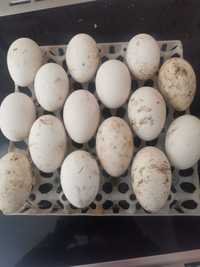 Інкубаційне яйці качки  Орвія