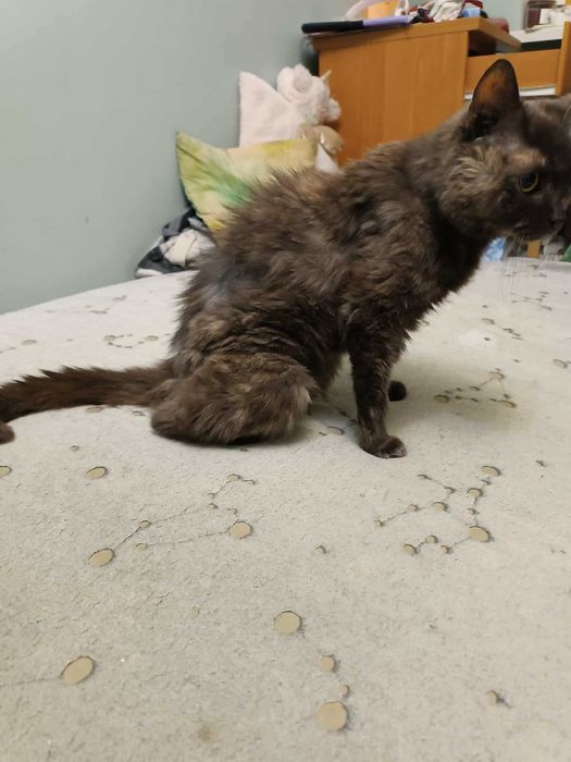 Gąska - kotka do adopcji