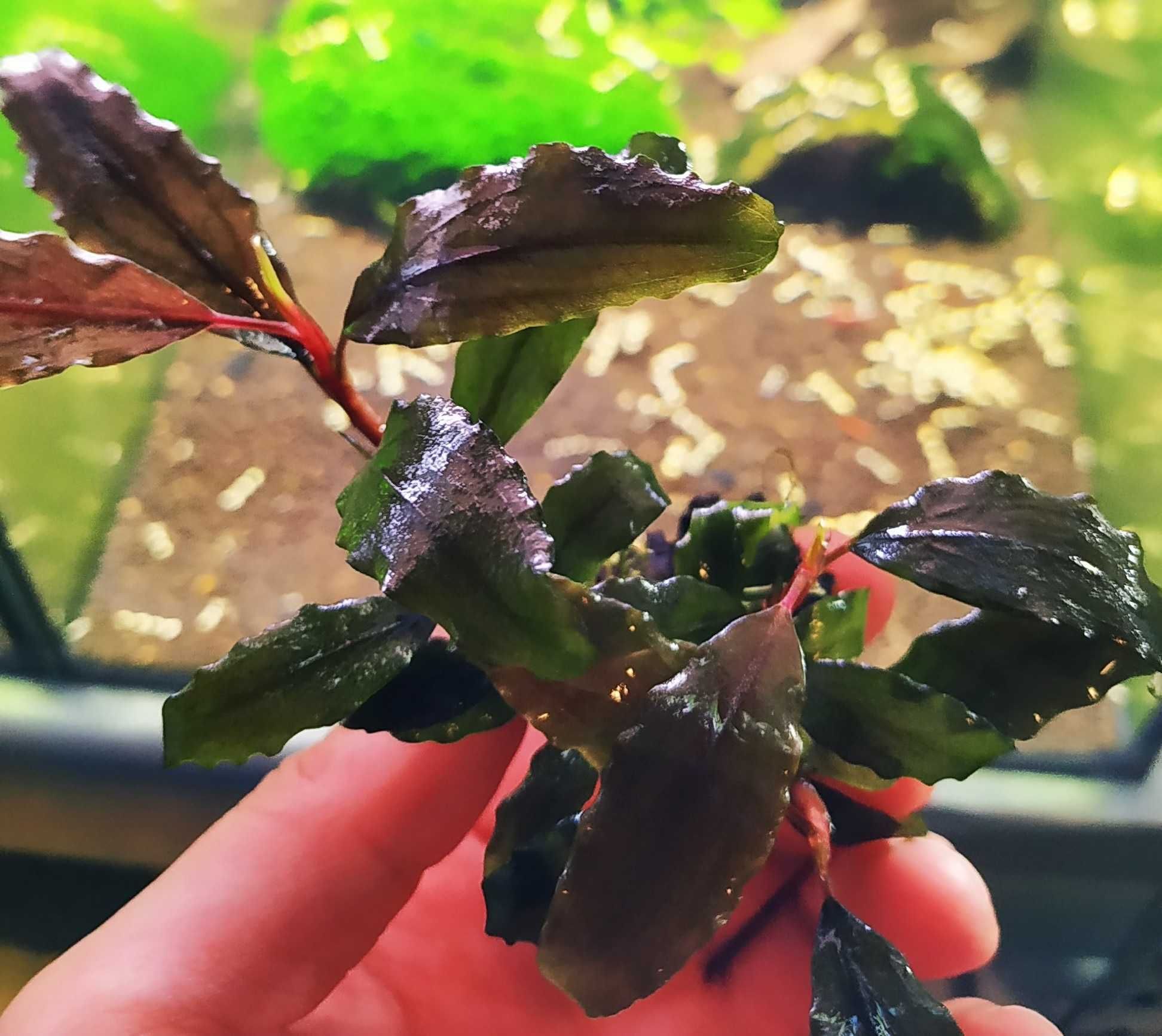 Bucephalandra Shine Blue