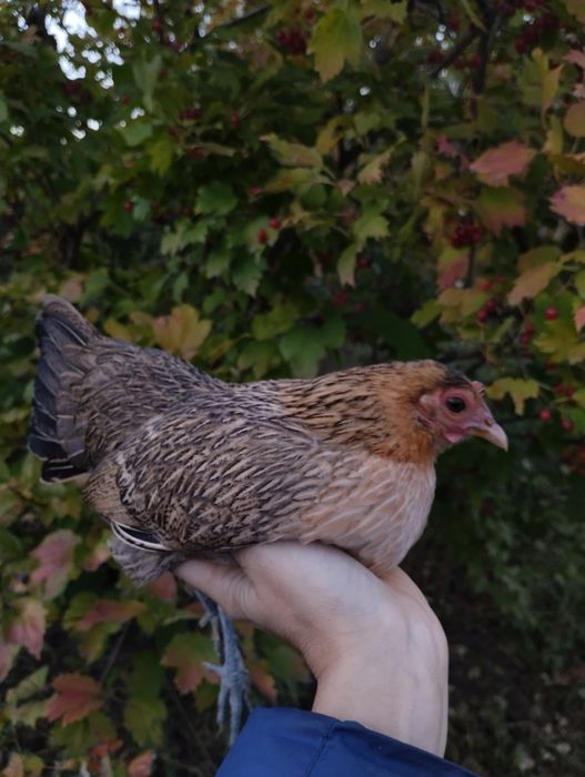 Сім'я бентамок півень+2 курочки