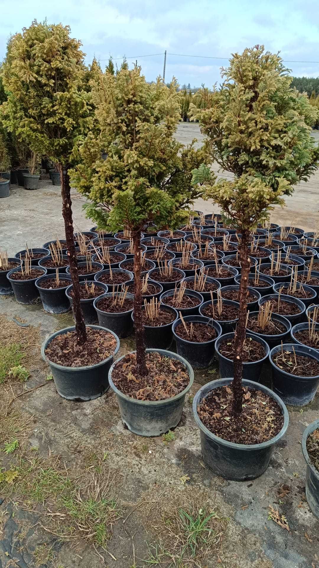 Cyprysik groszkowy Bouleward na pniu 110-130 cm doniczka 15L