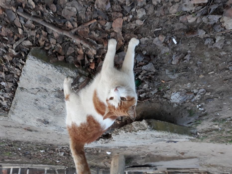 Молодая, стерилизованая, бывшедоманяя кошка!