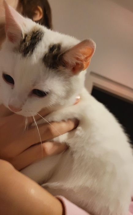 Kotki puchate, gęsta sierść w typie rasy