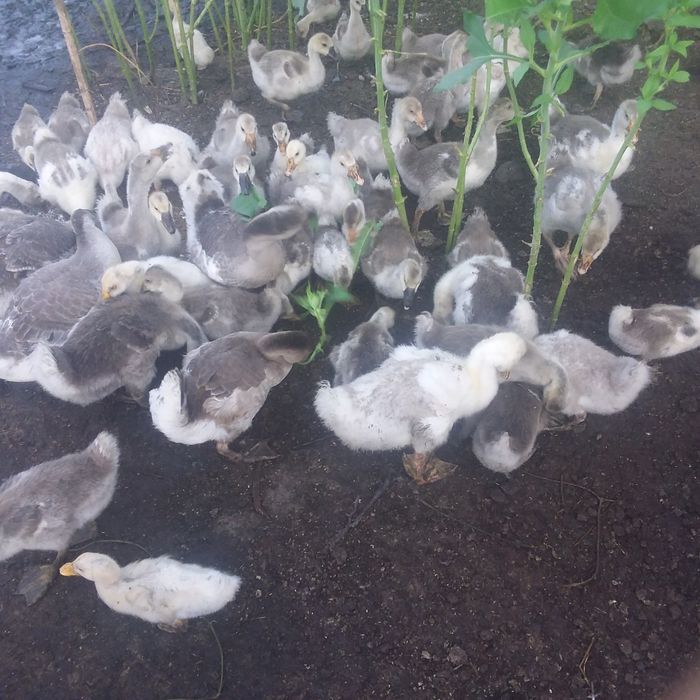 Продам домашних подрощенных гусят