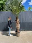 Trachycarpus Fortunei Mrozoodporna palma