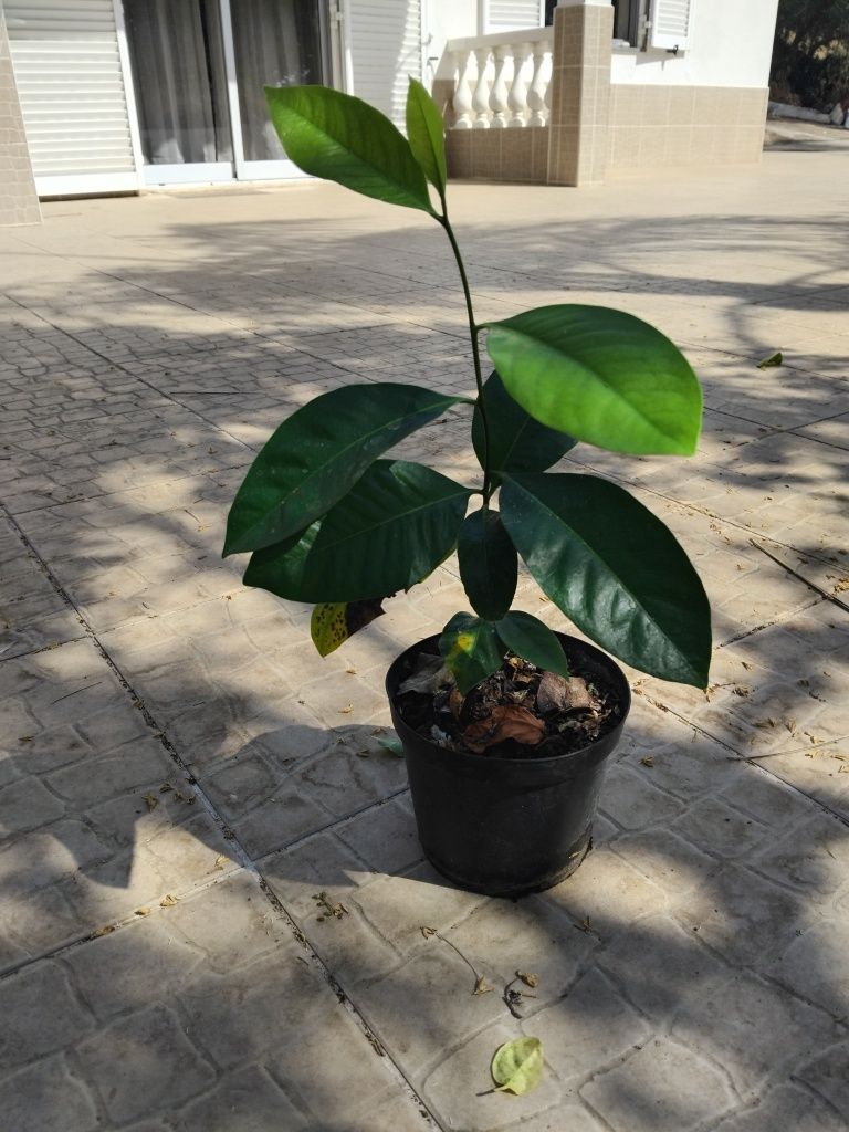 Sapote preto(chocolate)