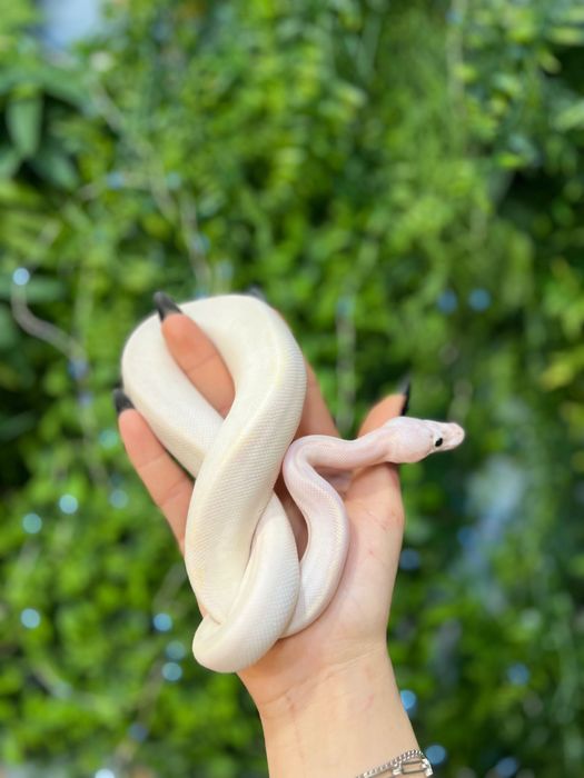 Тераріум Exoterra для королівського пітона (регіус)