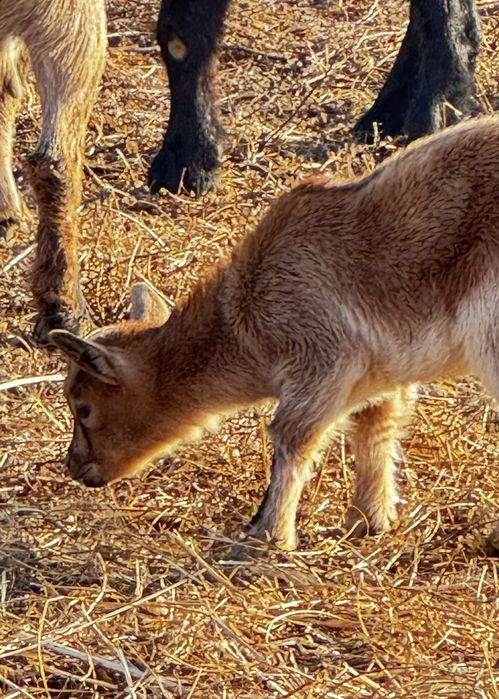Cabrito macho de raça ana