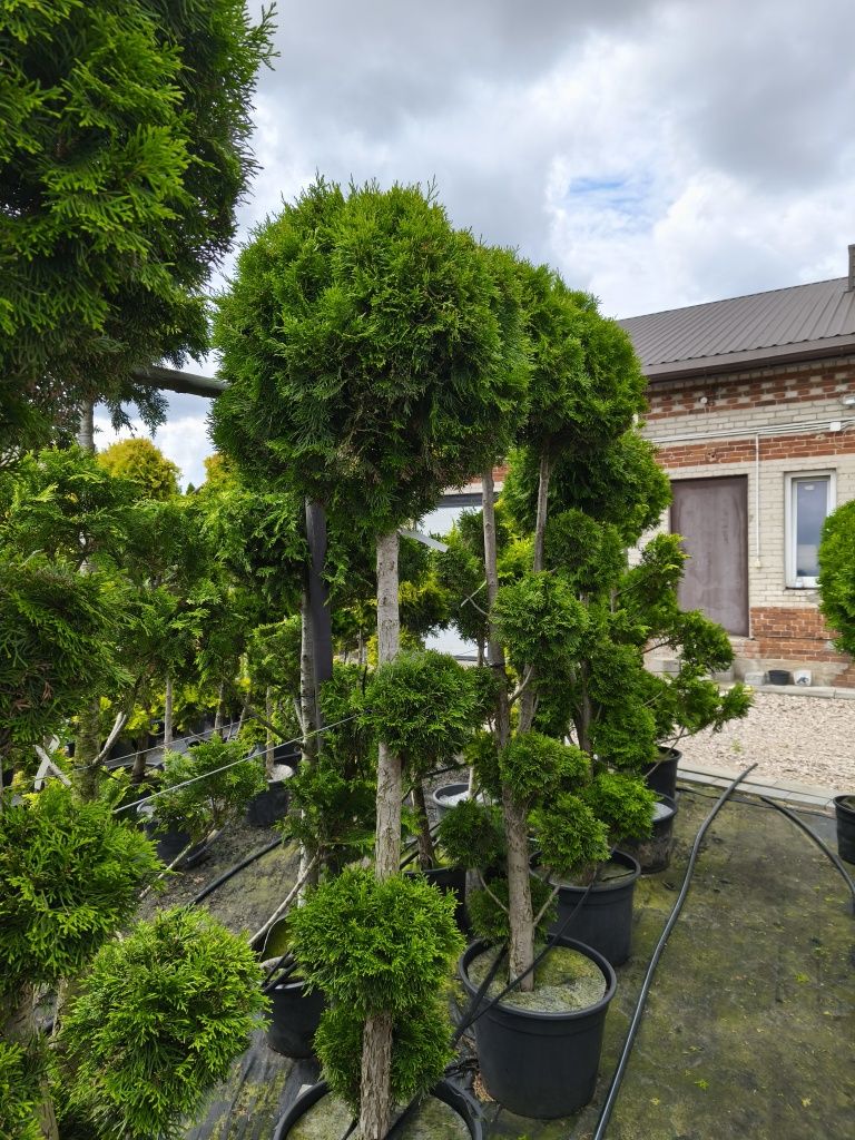 Bonsai tuja szmaragd spirala