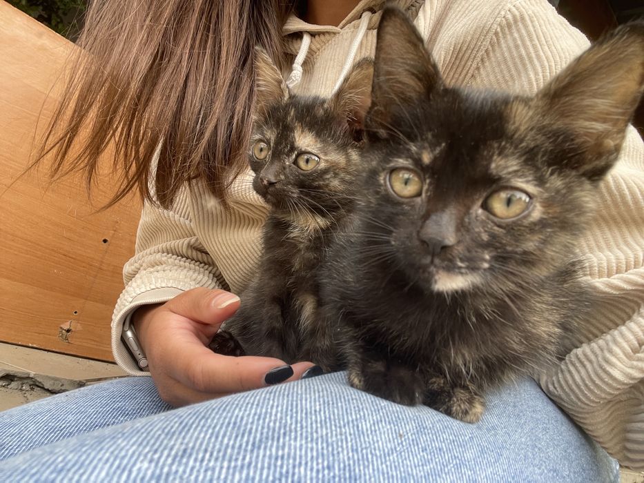 Oddam 4 mlode kociaki