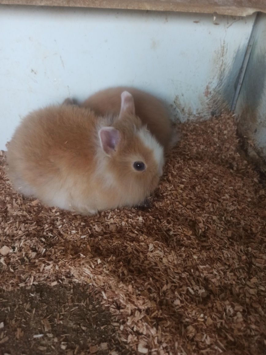 Coelhos anões de estimação