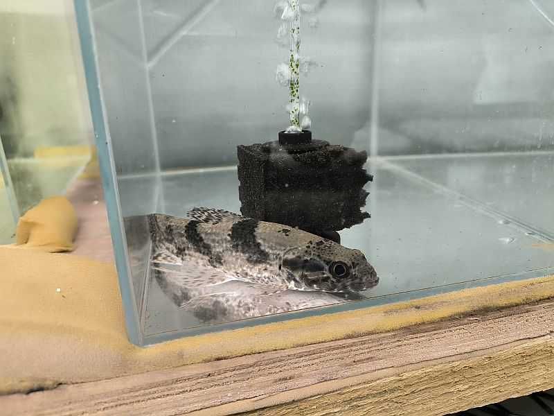 Hoplias aimara. Wolf fish