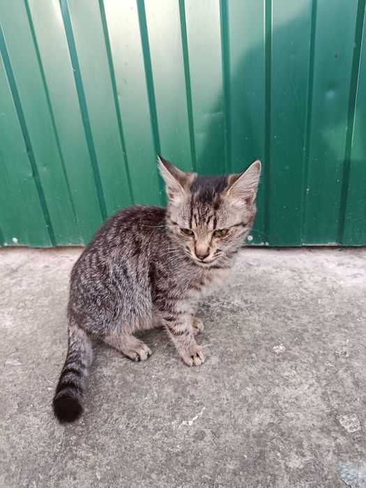 Кошеня в добрие руки.