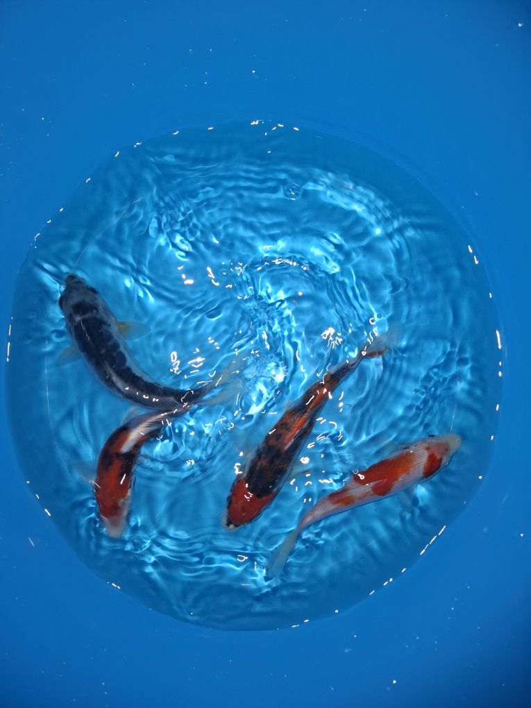 Carpas koi [varias cor ]
