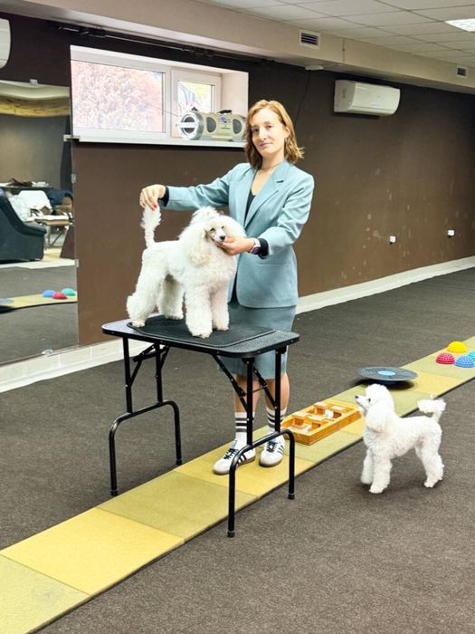 Хендлінг зал хендлер дресирування собак кінолог