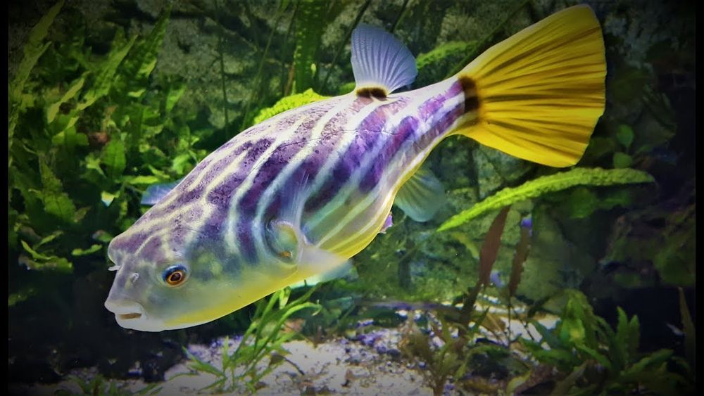 Baiacu Lineatus (Tetraodon Fahaka)