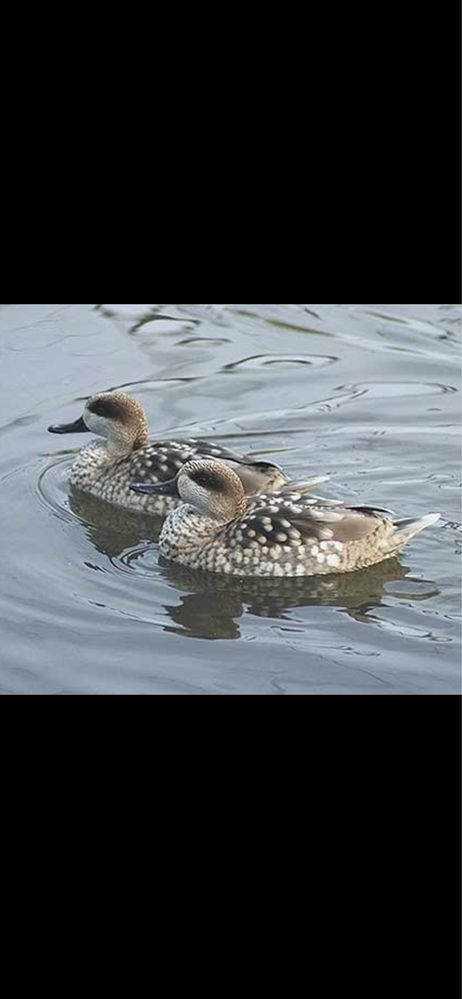 Patos ornamentais