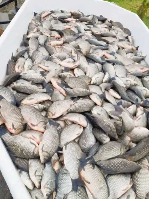 Karaś żywy, handlowy 0,5-1,0 kg/szt.