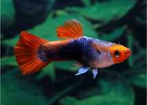Guppys koi machos e femeas