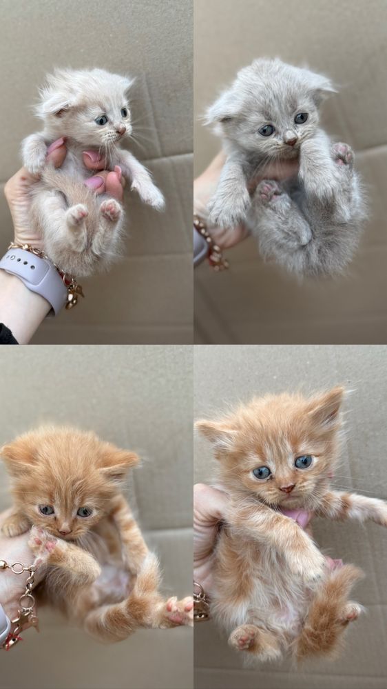 Шотландські  кошенята