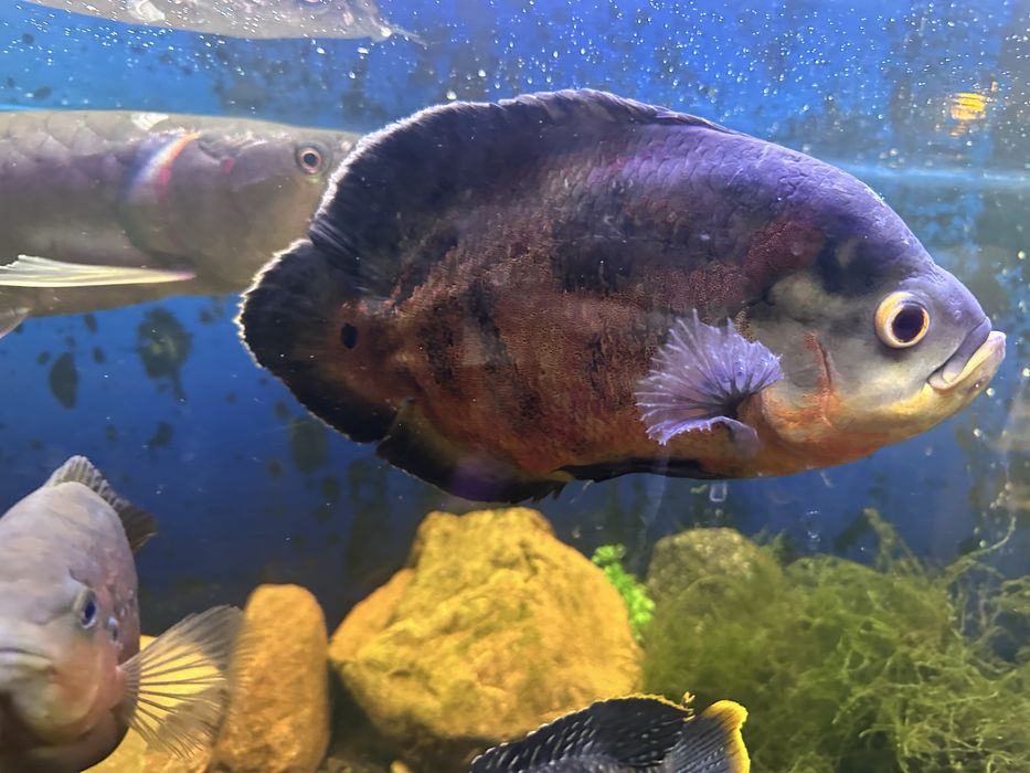 Arowana i pielęgnice pawiookie