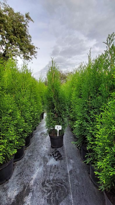 Tuja szmaragd 80cm! Promocja! Żywopłot!