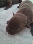 Labrador retriever
