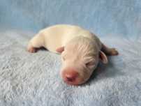 Jack Russell Terrier suczka gładkowłosa 3#