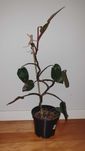 Philodendron White Princess lub Filodendron Pink Princess, wys 75cm