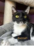 Batman - uroczy kociak  czeka na dom