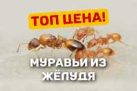 Топ цена! Продам муравьёв Temnothorax unifasciatus | Лучшая цена