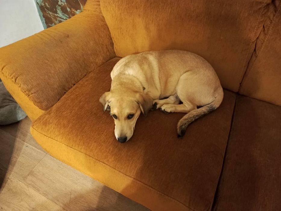 Oddam psy w dobre rece