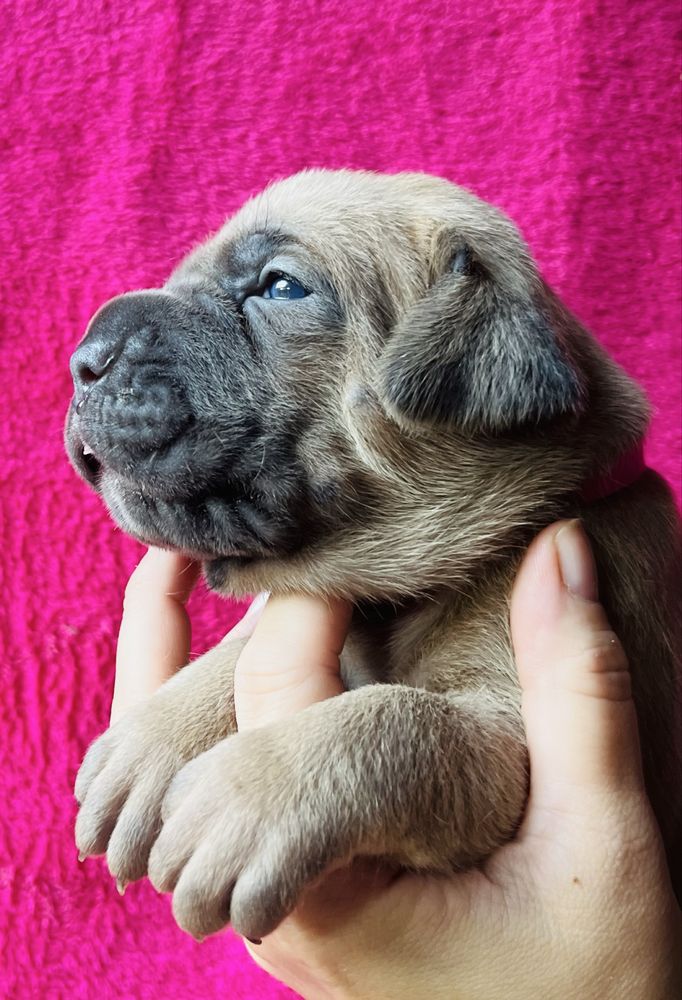 Iria Puma Nero FCI Cane Corso szczenię po GRAND CHAMPIONIE