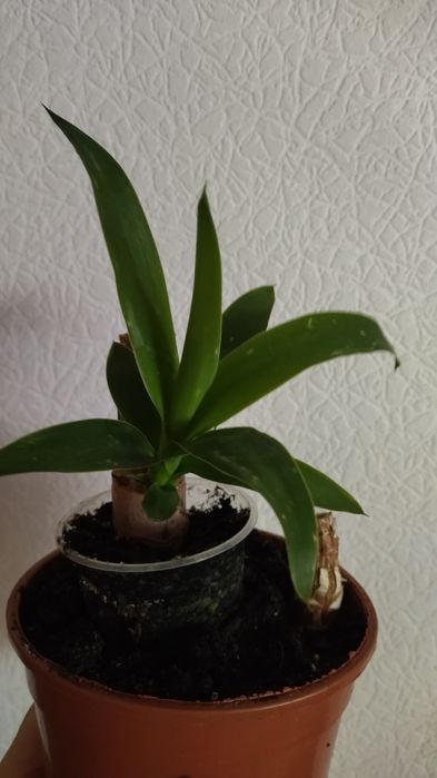 Комнатная юкка .