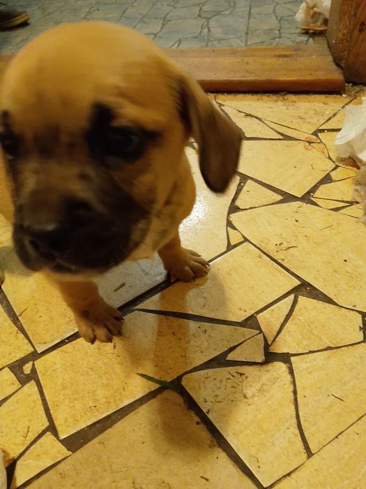 pieski na wydanie oddam za darmo