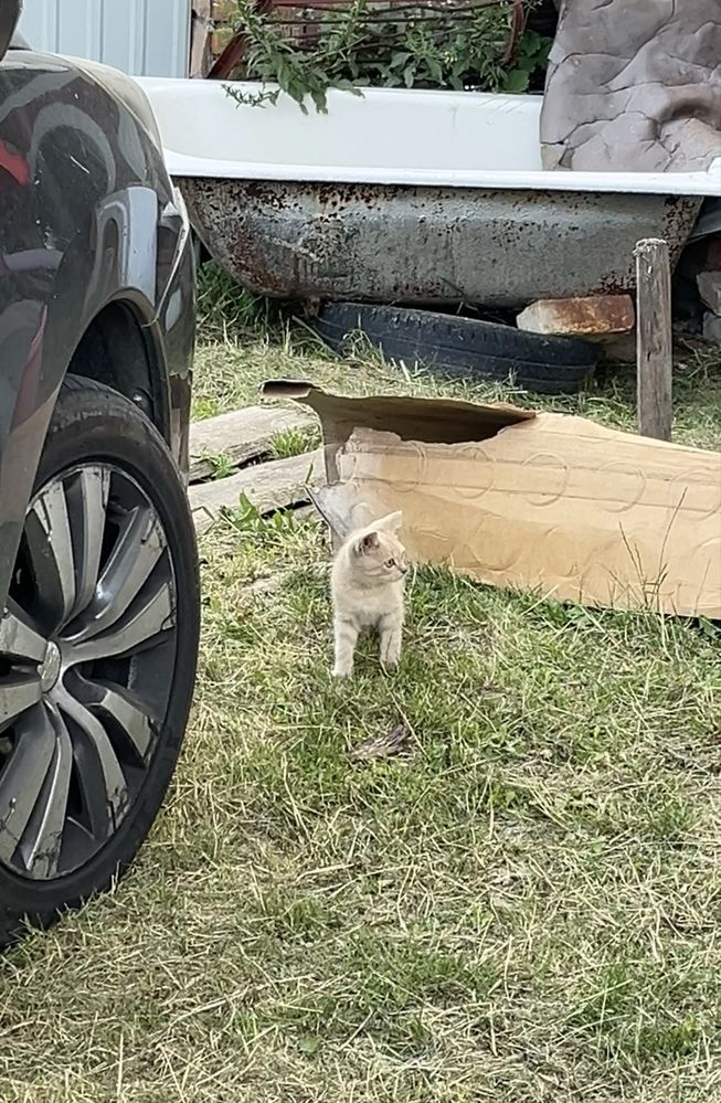 Віддам котиків безкоштовно! Шукаю дім кицям