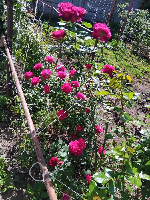 Розы плетистые, разные, на собственных  корнях.