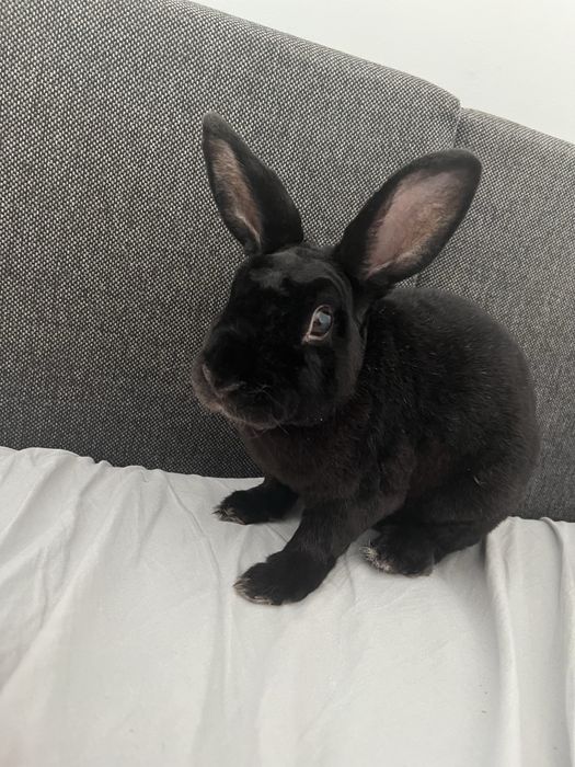 Oddam Króliczka w dobre ręce