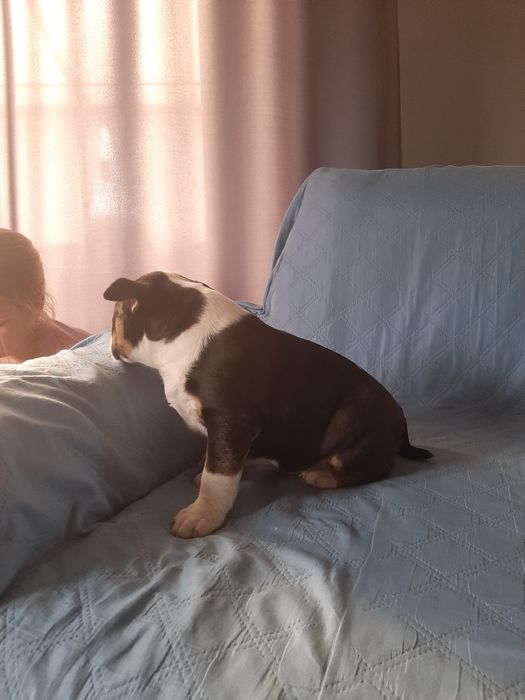 Bulterier standard-suczka