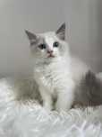 Ragdoll kocurek FPL-FIFe. Rodzice badani genetycznie
