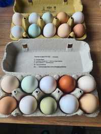 Jaja lęgowe jajka mixy, tęczanki, green shell. Wysyłam
