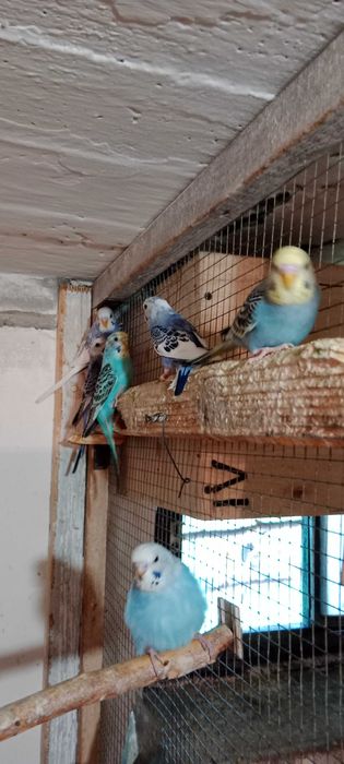 Papugi faliste młode